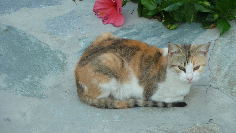 Mykonos cat 13.JPG